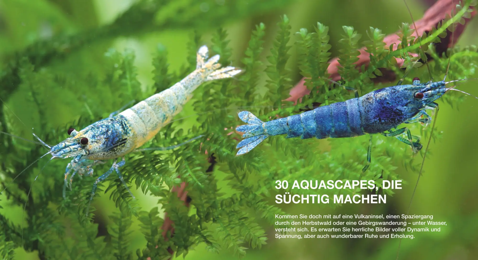Bild: 9783833824111 | Aquascaping | Aquarienlandschaften gestalten | Oliver Knott (u. a.)