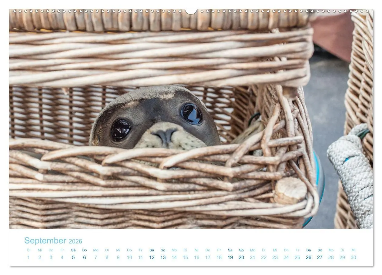 Bild: 9783457914311 | Mehr Nordsee (Wandkalender 2026 DIN A2 quer), CALVENDO Monatskalender