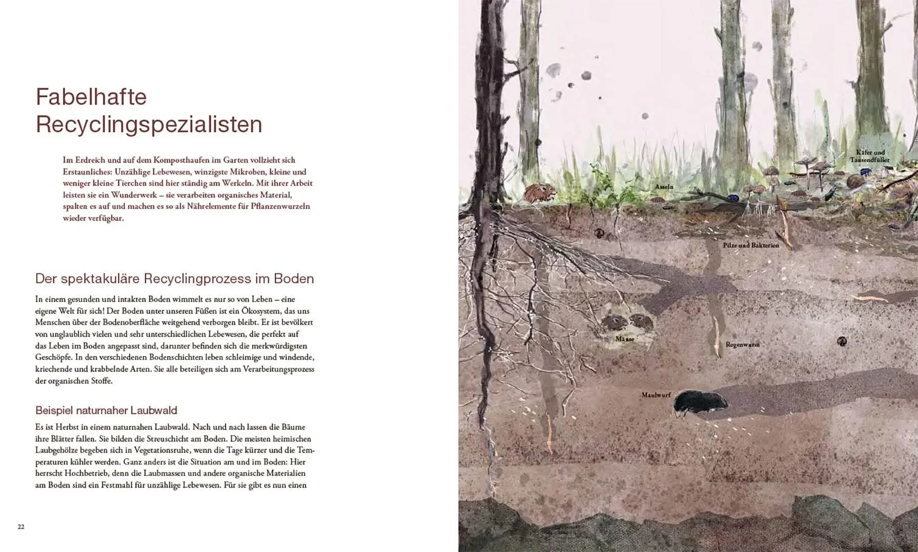 Bild: 9783258084411 | Von Pflanzen, die sich mögen, und Tieren, die uns helfen | Buch | 2026