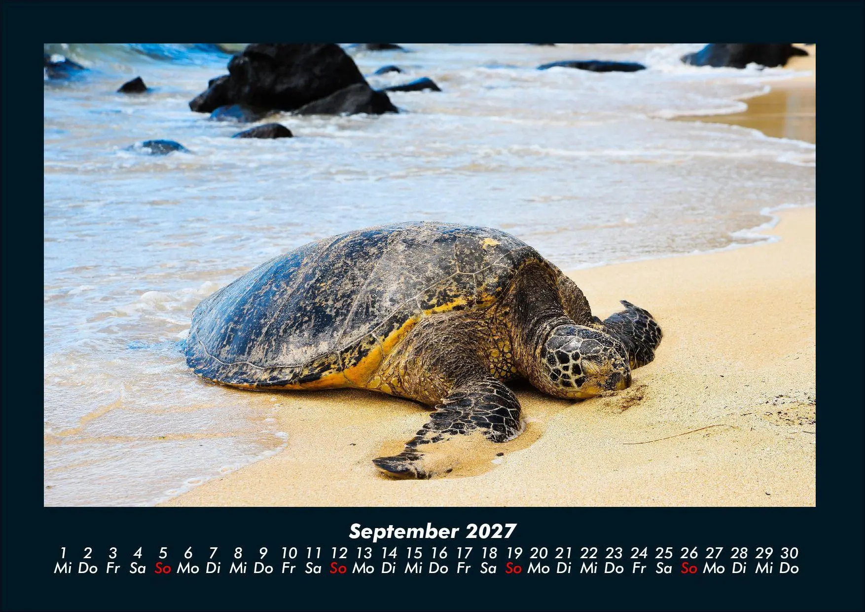 Bild: 9783695434411 | Schildkrötenzauber 2027 Fotokalender DIN A4 | Tobias Schmitt (u. a.)