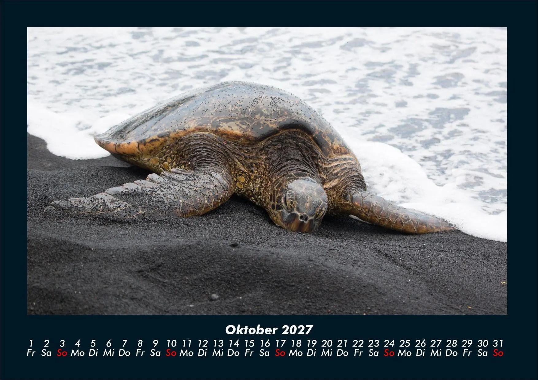 Bild: 9783695434411 | Schildkrötenzauber 2027 Fotokalender DIN A4 | Tobias Schmitt (u. a.)