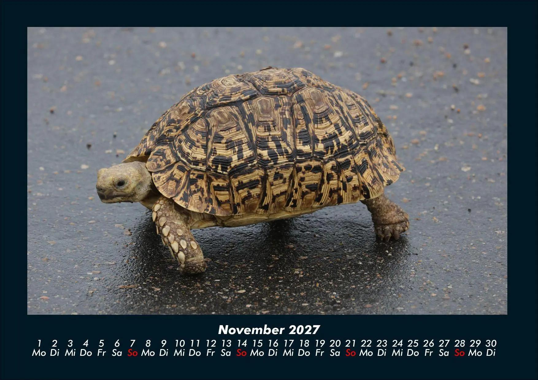 Bild: 9783695434411 | Schildkrötenzauber 2027 Fotokalender DIN A4 | Tobias Schmitt (u. a.)