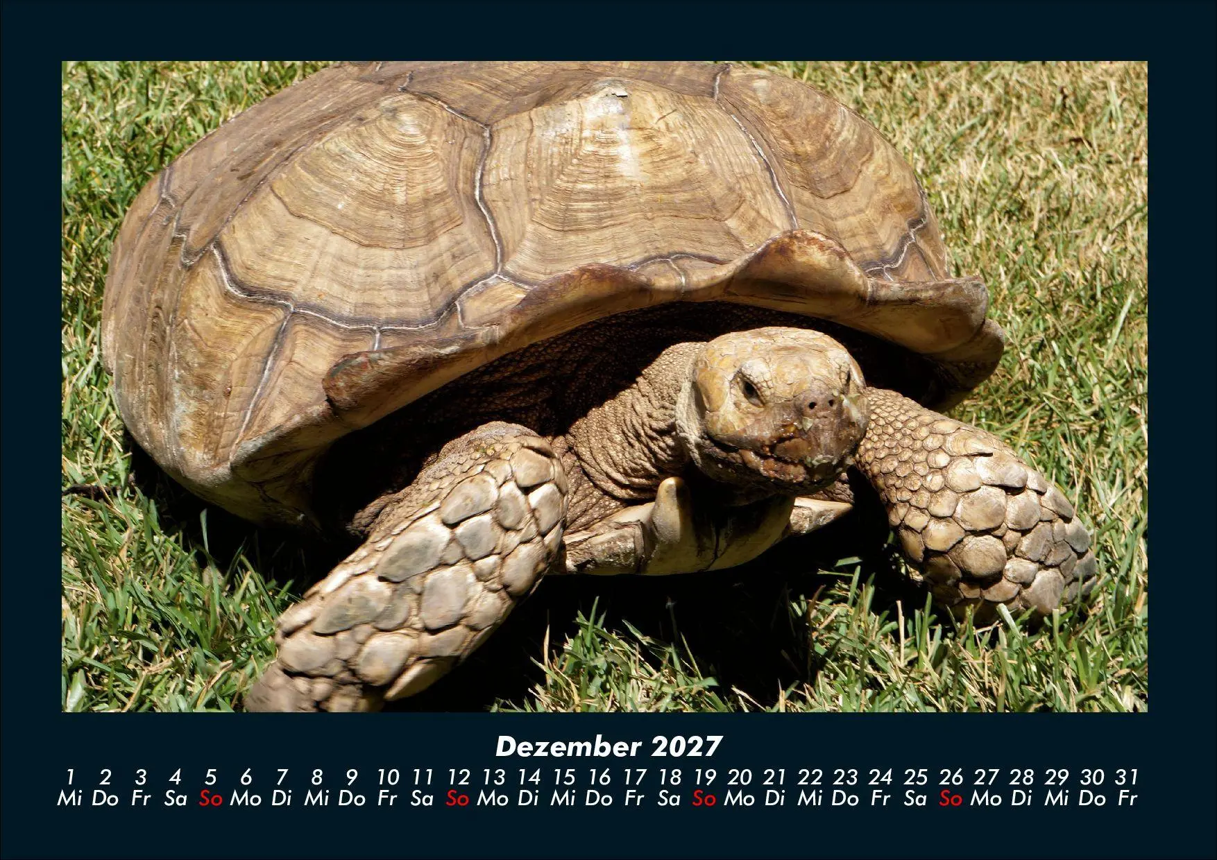 Bild: 9783695434411 | Schildkrötenzauber 2027 Fotokalender DIN A4 | Tobias Schmitt (u. a.)