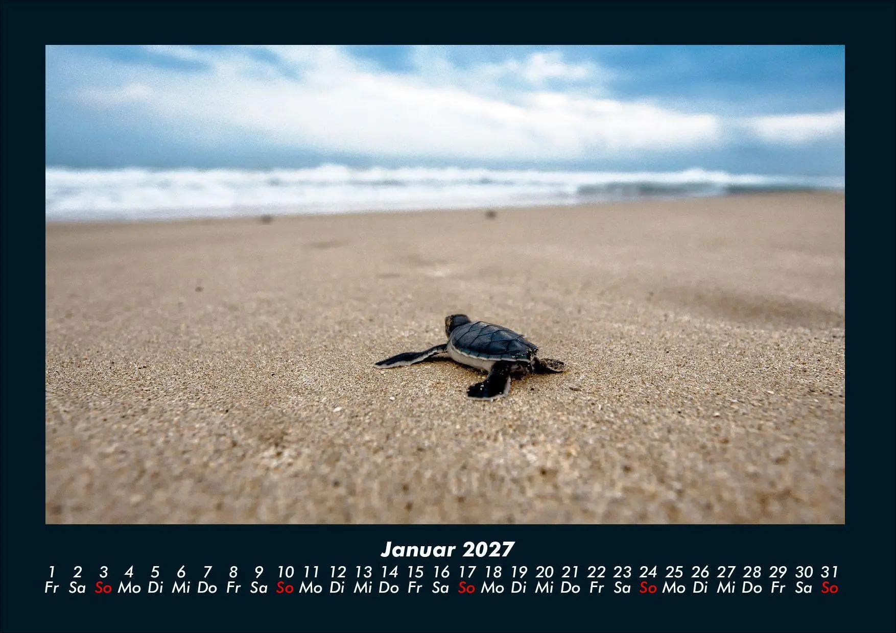 Bild: 9783695434411 | Schildkrötenzauber 2027 Fotokalender DIN A4 | Tobias Schmitt (u. a.)