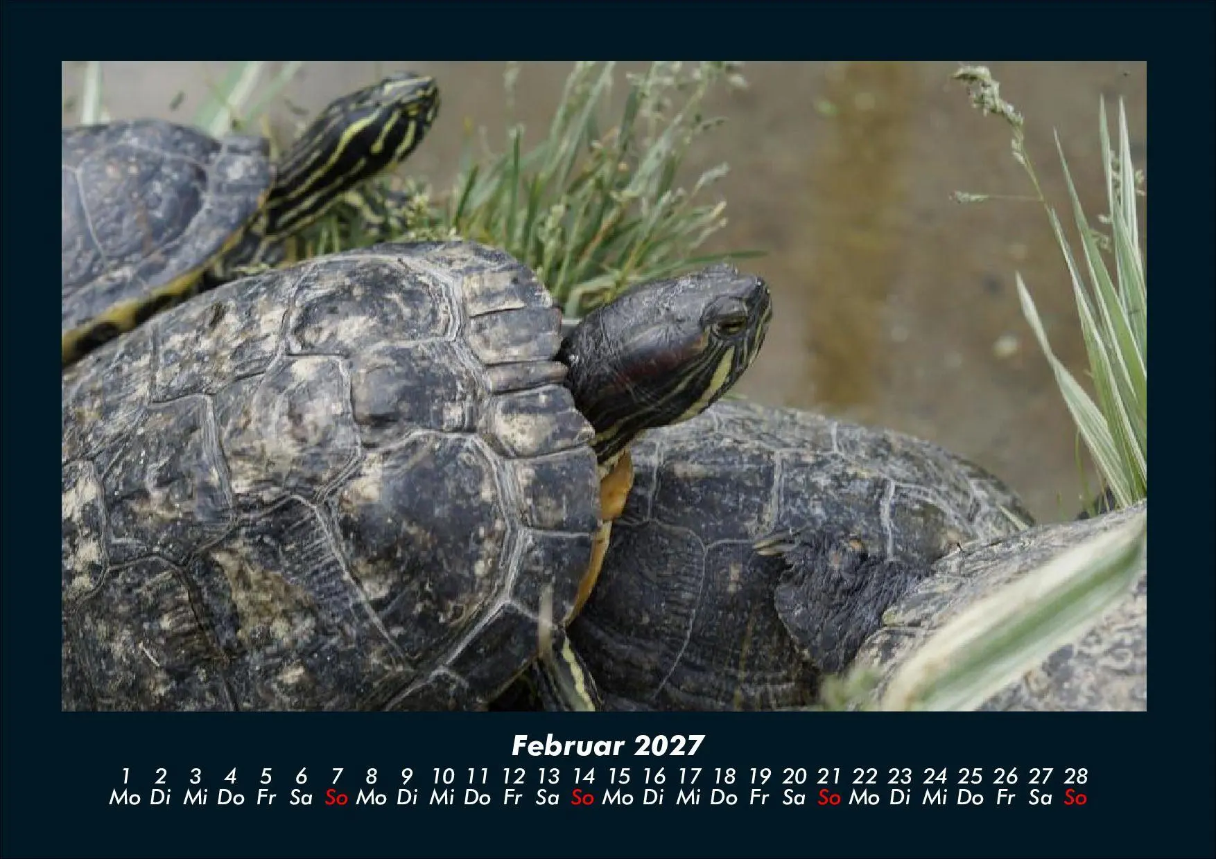 Bild: 9783695434411 | Schildkrötenzauber 2027 Fotokalender DIN A4 | Tobias Schmitt (u. a.)