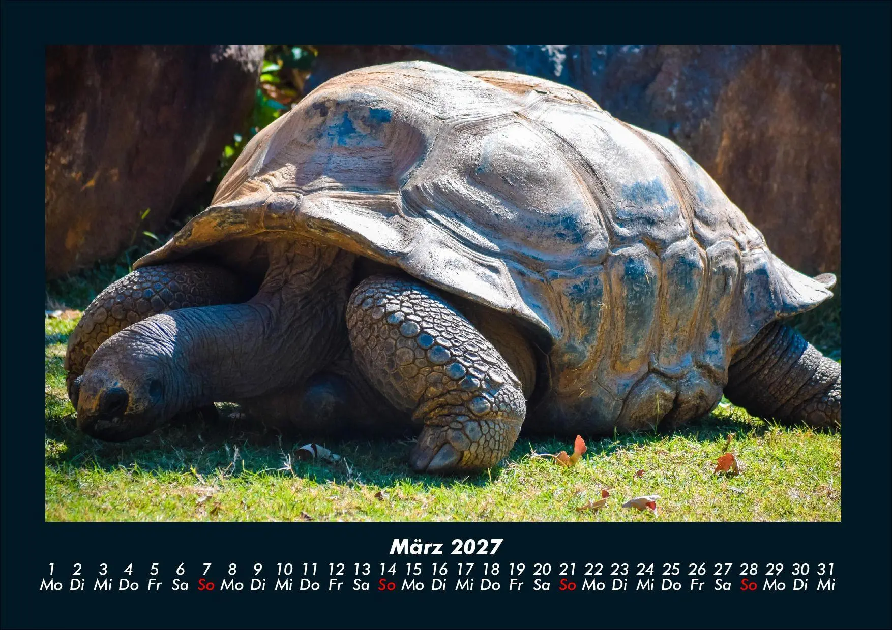 Bild: 9783695434411 | Schildkrötenzauber 2027 Fotokalender DIN A4 | Tobias Schmitt (u. a.)