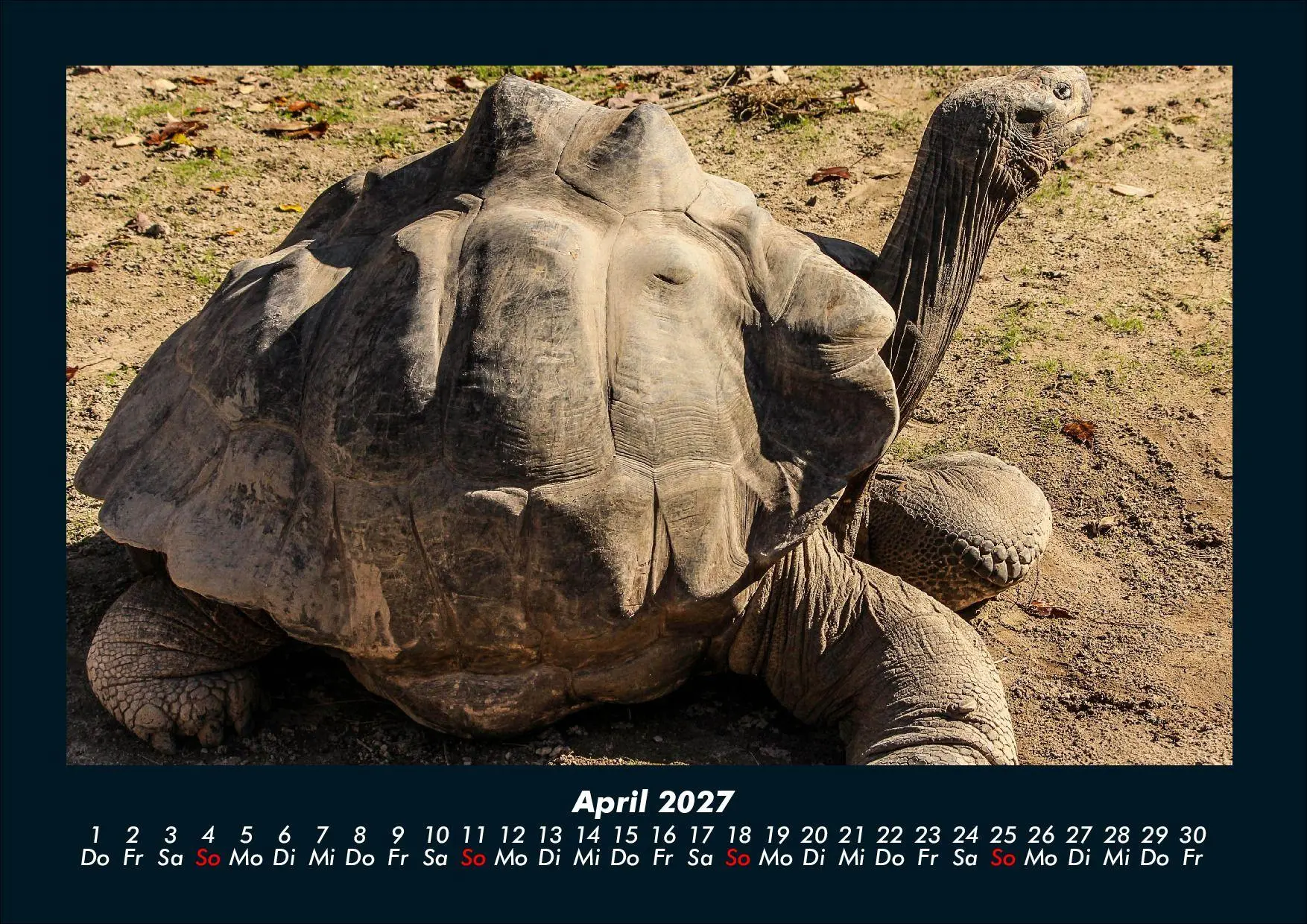 Bild: 9783695434411 | Schildkrötenzauber 2027 Fotokalender DIN A4 | Tobias Schmitt (u. a.)