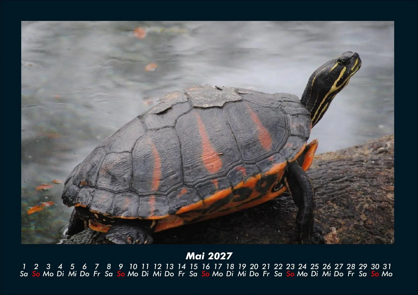 Bild: 9783695434411 | Schildkrötenzauber 2027 Fotokalender DIN A4 | Tobias Schmitt (u. a.)