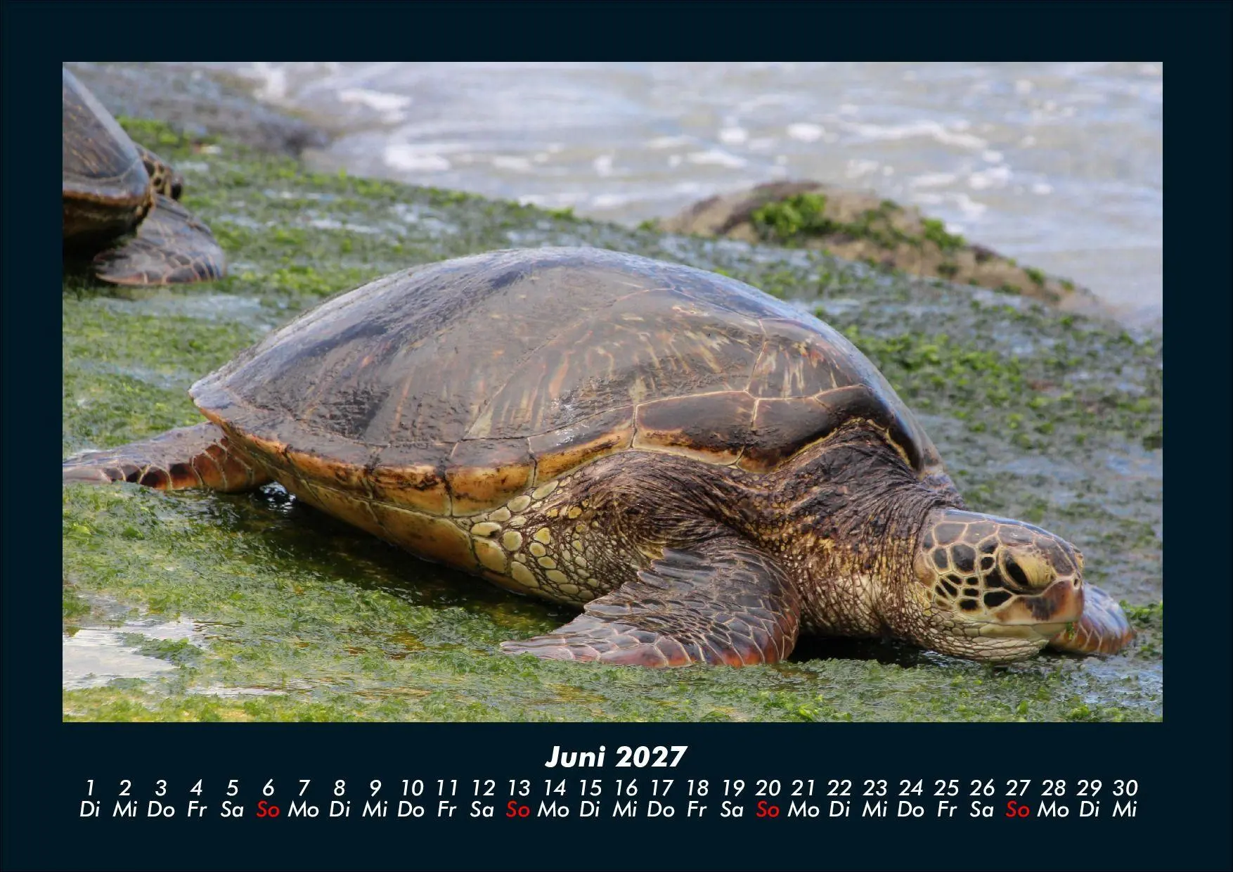 Bild: 9783695434411 | Schildkrötenzauber 2027 Fotokalender DIN A4 | Tobias Schmitt (u. a.)