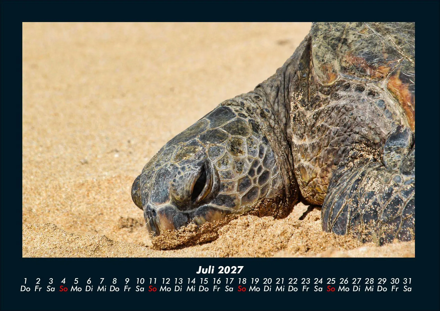 Bild: 9783695434411 | Schildkrötenzauber 2027 Fotokalender DIN A4 | Tobias Schmitt (u. a.)