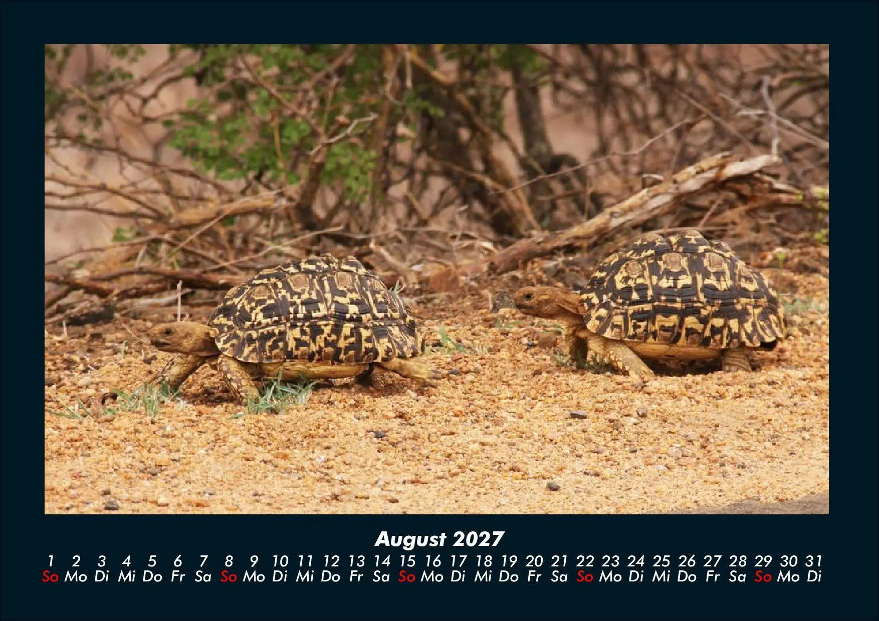 Bild: 9783695434411 | Schildkrötenzauber 2027 Fotokalender DIN A4 | Tobias Schmitt (u. a.)