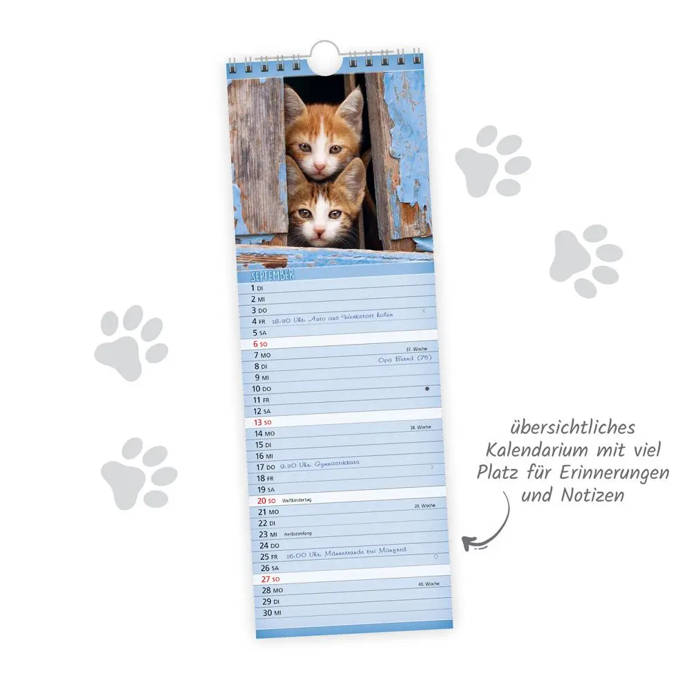Bild: 9783988024411 | Trötsch Streifenkalender Katzen 2026 Notizkalender | KG | Kalender