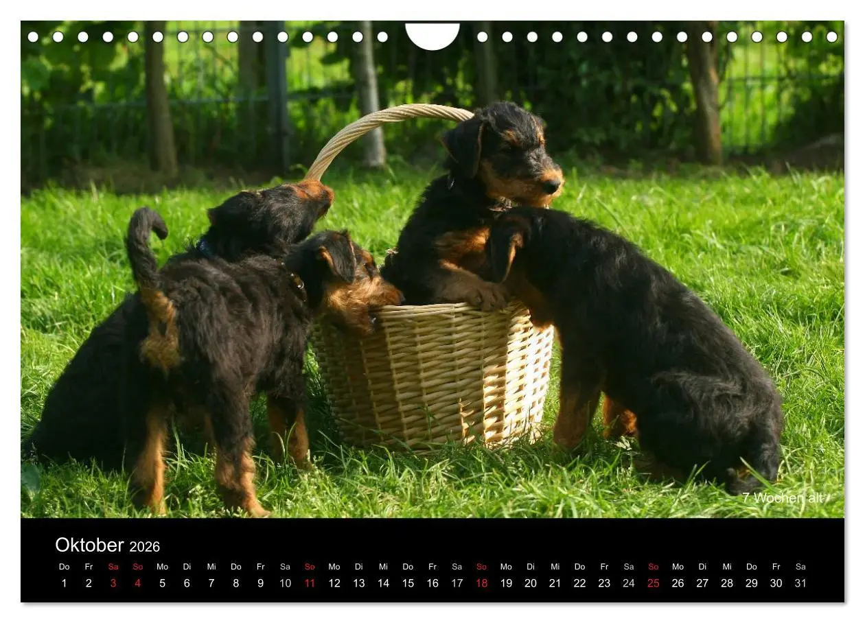 Bild: 9783516154511 | Airedale Terrier Welpen (Wandkalender 2026 DIN A4 quer), CALVENDO...