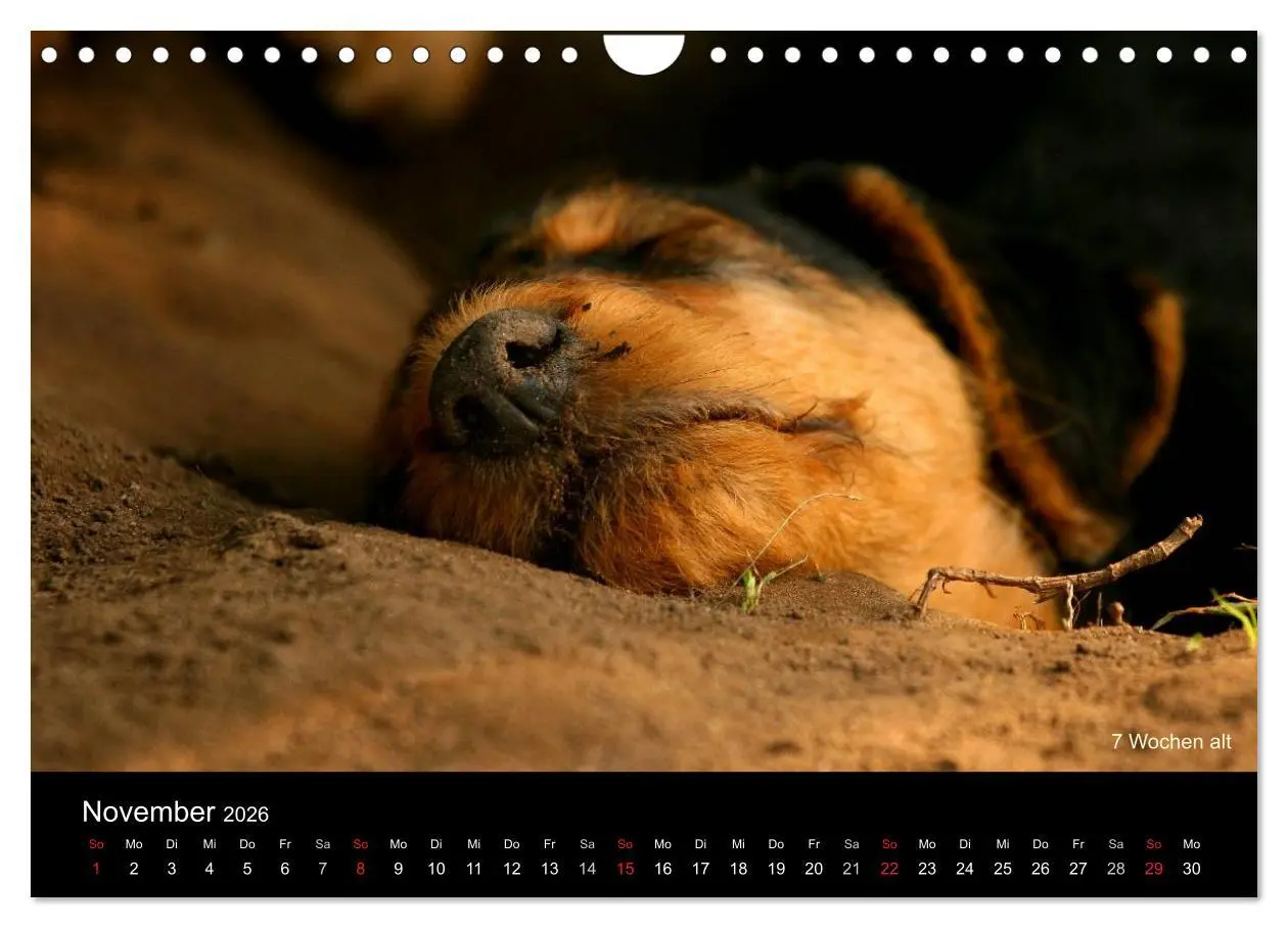 Bild: 9783516154511 | Airedale Terrier Welpen (Wandkalender 2026 DIN A4 quer), CALVENDO...