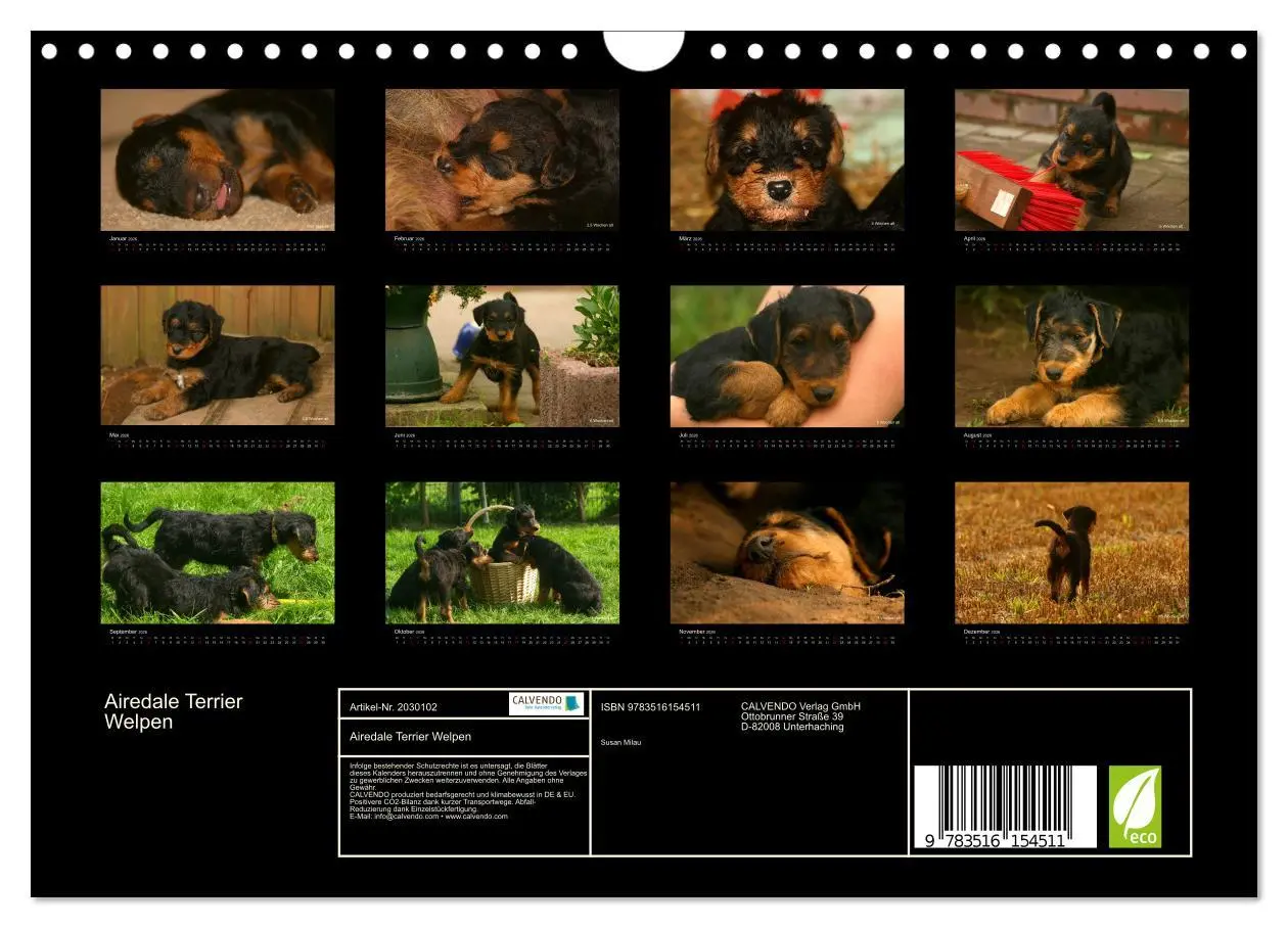 Bild: 9783516154511 | Airedale Terrier Welpen (Wandkalender 2026 DIN A4 quer), CALVENDO...