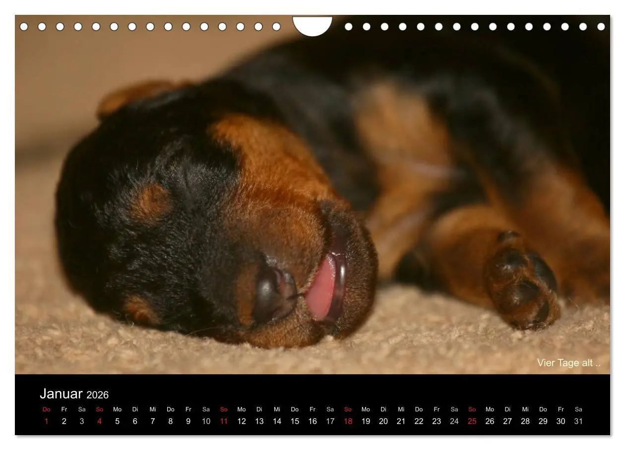 Bild: 9783516154511 | Airedale Terrier Welpen (Wandkalender 2026 DIN A4 quer), CALVENDO...