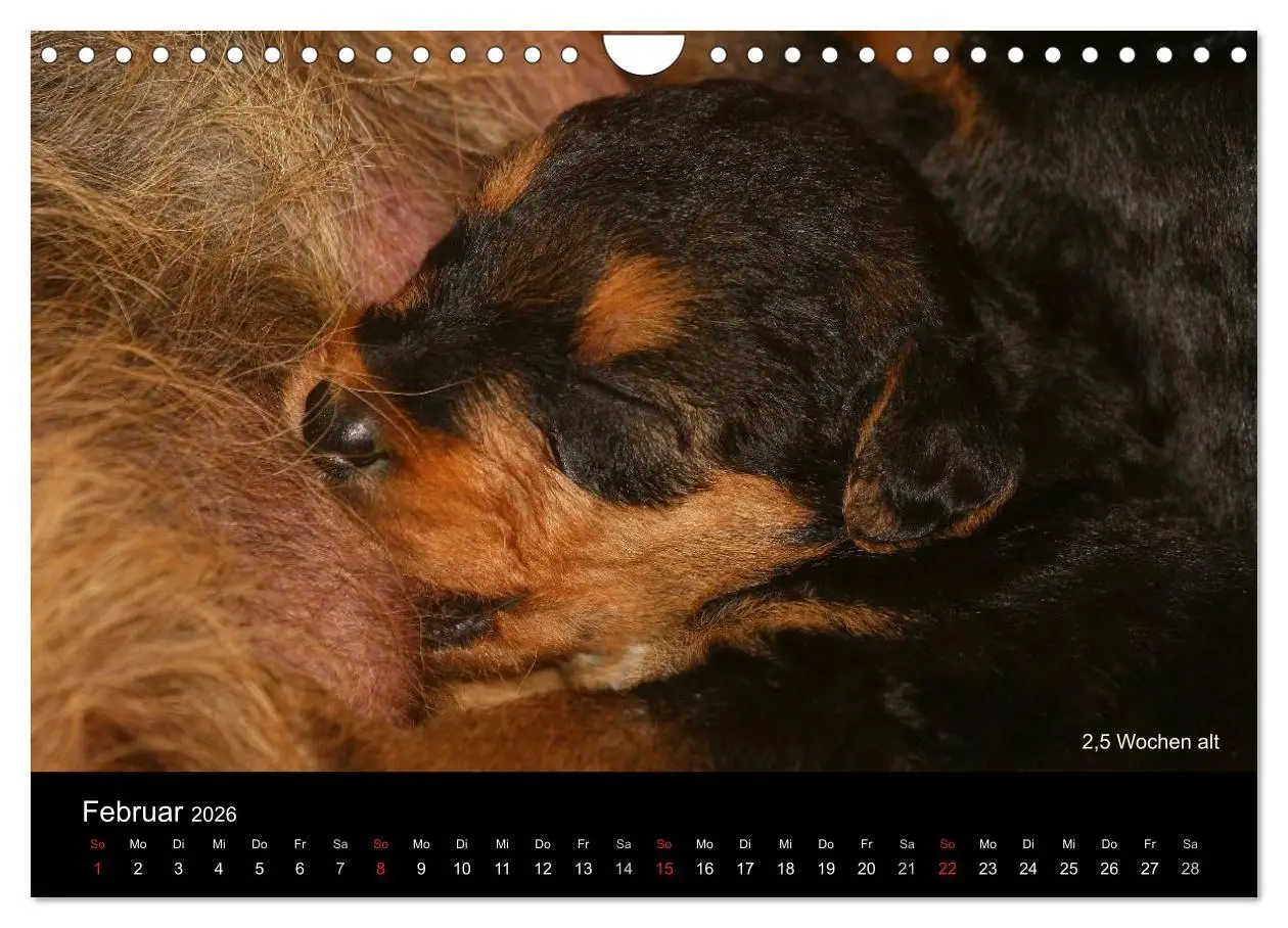 Bild: 9783516154511 | Airedale Terrier Welpen (Wandkalender 2026 DIN A4 quer), CALVENDO...