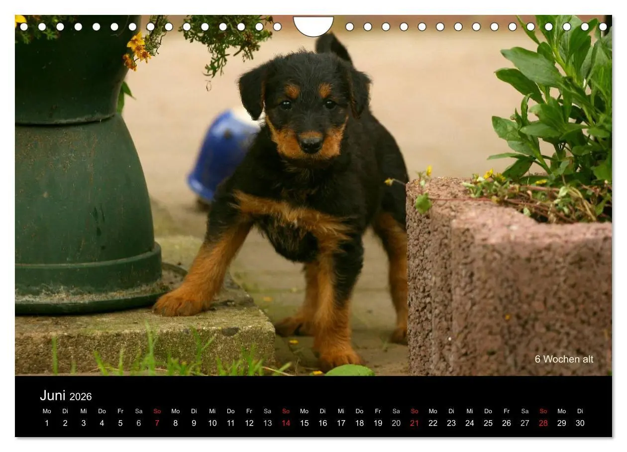 Bild: 9783516154511 | Airedale Terrier Welpen (Wandkalender 2026 DIN A4 quer), CALVENDO...