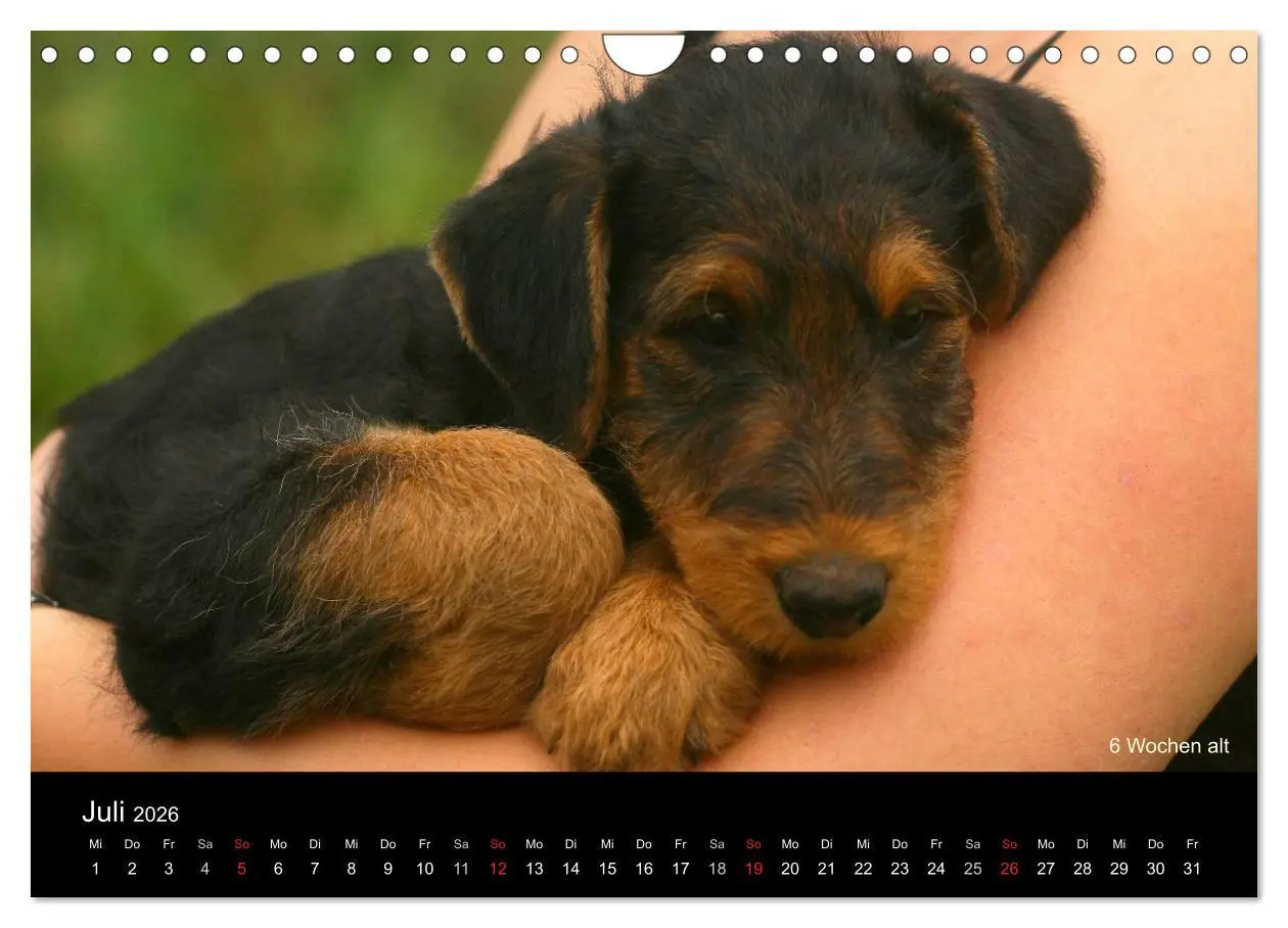 Bild: 9783516154511 | Airedale Terrier Welpen (Wandkalender 2026 DIN A4 quer), CALVENDO...