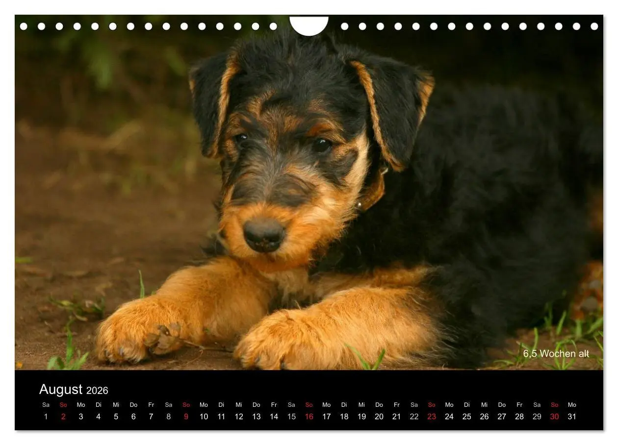 Bild: 9783516154511 | Airedale Terrier Welpen (Wandkalender 2026 DIN A4 quer), CALVENDO...