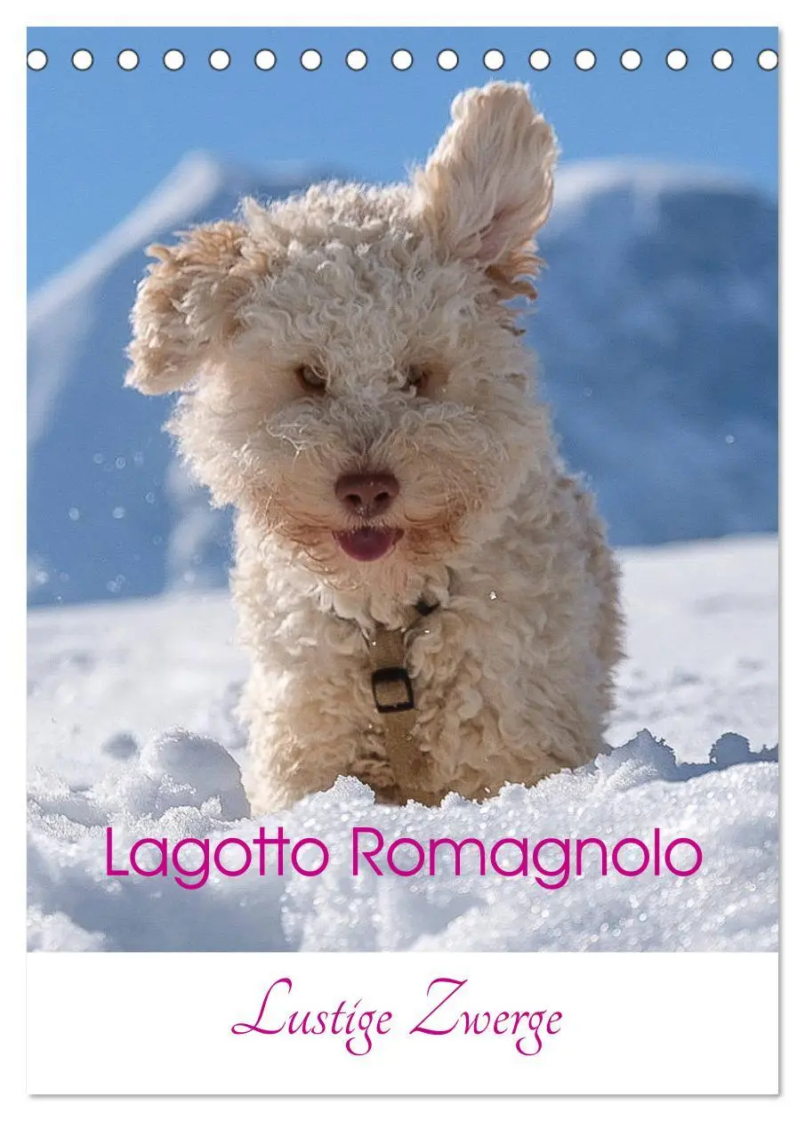 Cover: 9783516394511 | Lagotto Romagnolo - Lustige Zwerge (Tischkalender 2026 DIN A5...