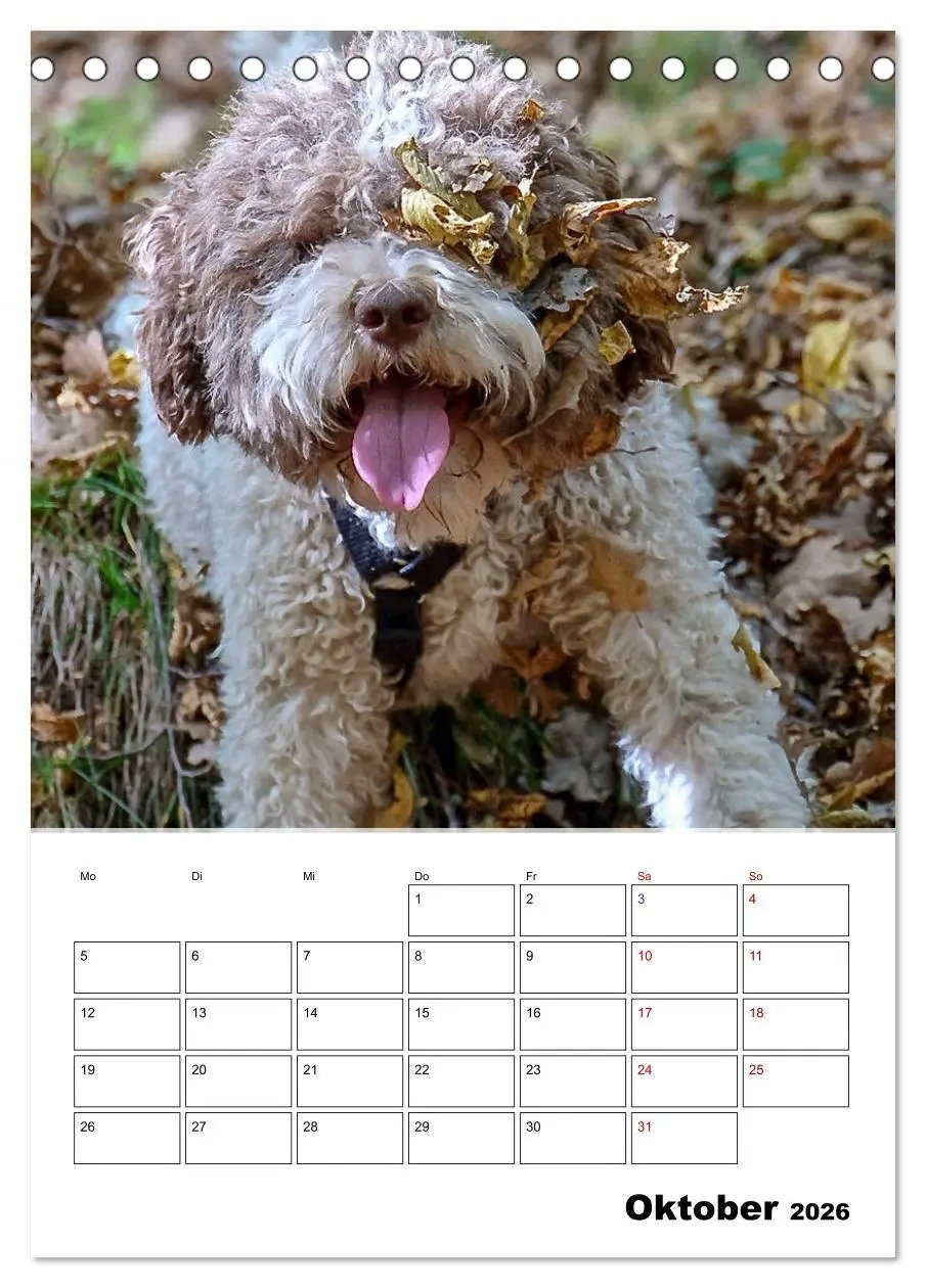 Bild: 9783516394511 | Lagotto Romagnolo - Lustige Zwerge (Tischkalender 2026 DIN A5...