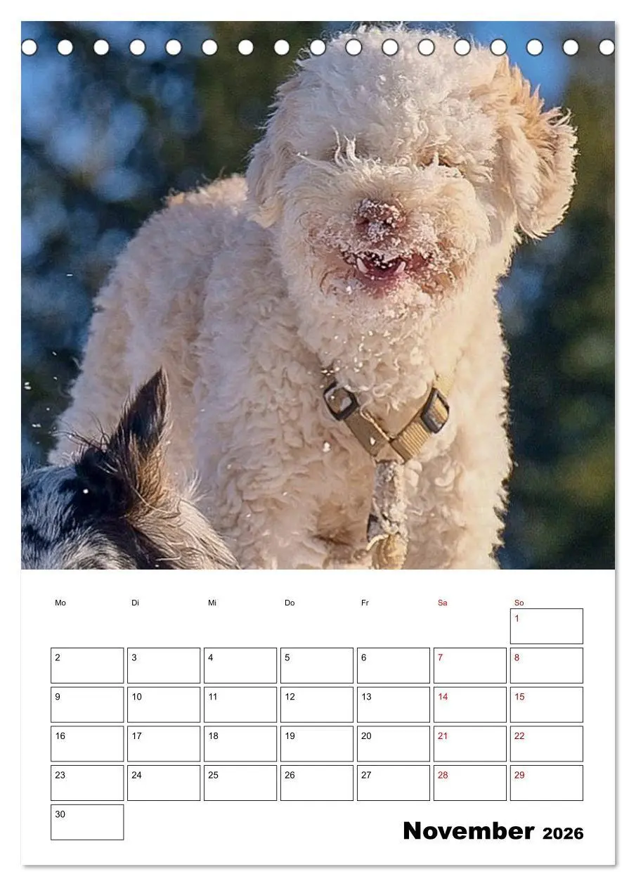 Bild: 9783516394511 | Lagotto Romagnolo - Lustige Zwerge (Tischkalender 2026 DIN A5...