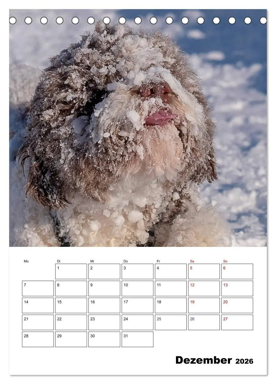 Bild: 9783516394511 | Lagotto Romagnolo - Lustige Zwerge (Tischkalender 2026 DIN A5...