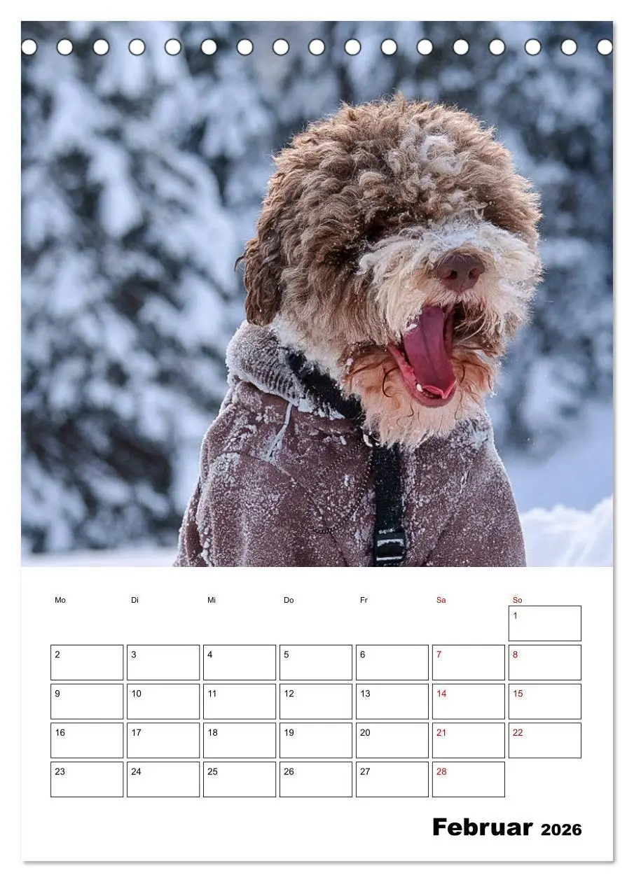 Bild: 9783516394511 | Lagotto Romagnolo - Lustige Zwerge (Tischkalender 2026 DIN A5...
