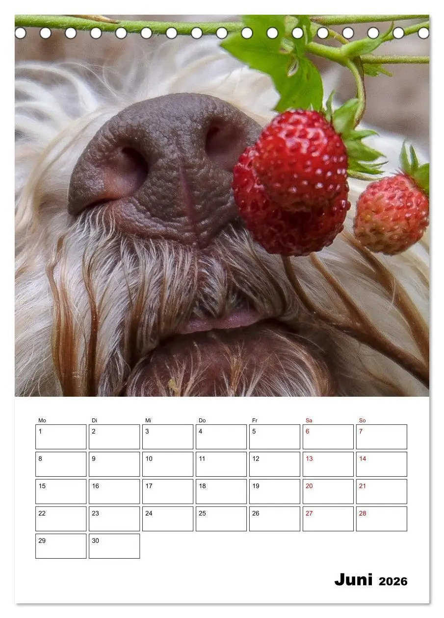Bild: 9783516394511 | Lagotto Romagnolo - Lustige Zwerge (Tischkalender 2026 DIN A5...