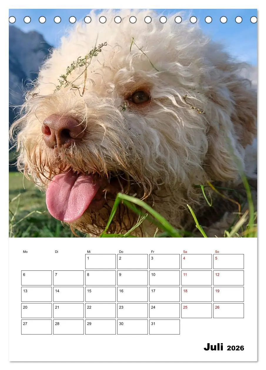 Bild: 9783516394511 | Lagotto Romagnolo - Lustige Zwerge (Tischkalender 2026 DIN A5...