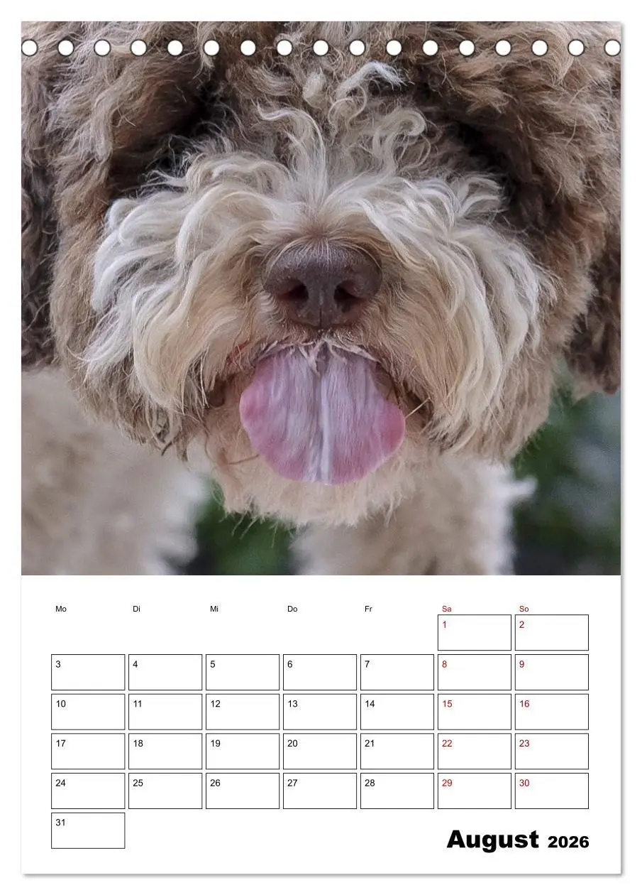 Bild: 9783516394511 | Lagotto Romagnolo - Lustige Zwerge (Tischkalender 2026 DIN A5...