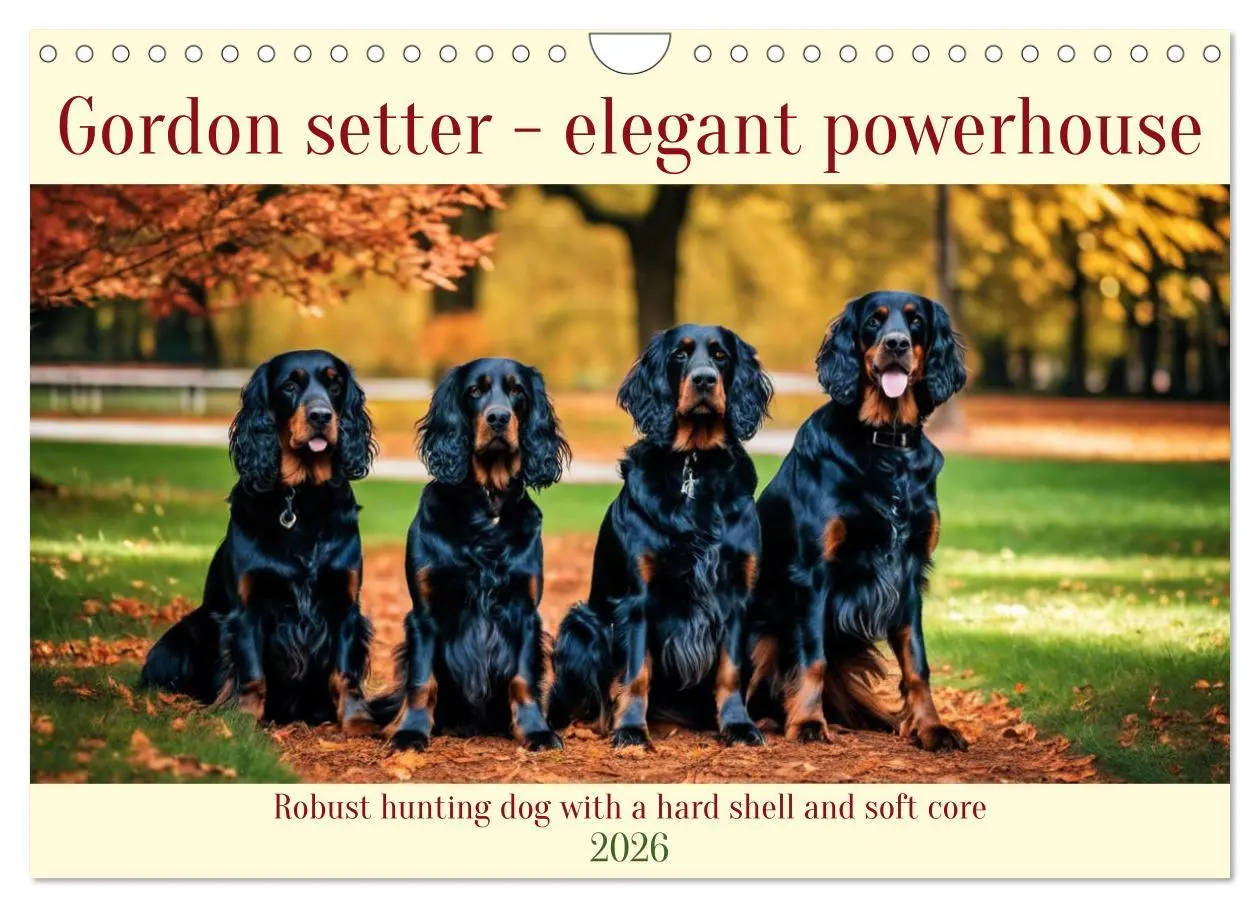 Cover: 9783516534511 | Gordon Setter - elegant powerhouse (Wall Calendar 2026 DIN A4...