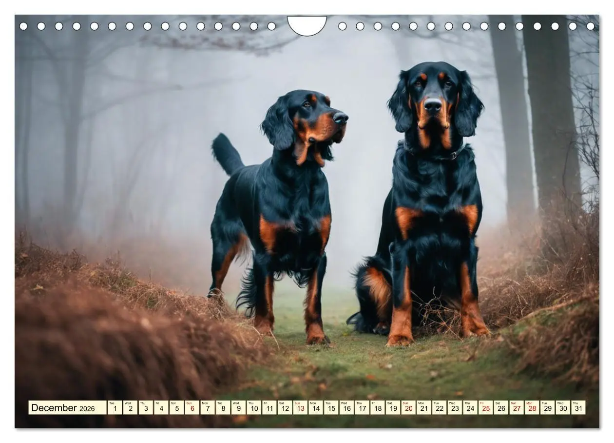 Bild: 9783516534511 | Gordon Setter - elegant powerhouse (Wall Calendar 2026 DIN A4...