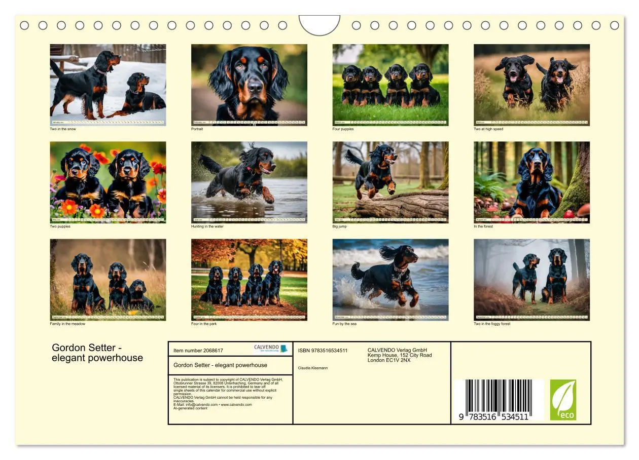 Bild: 9783516534511 | Gordon Setter - elegant powerhouse (Wall Calendar 2026 DIN A4...