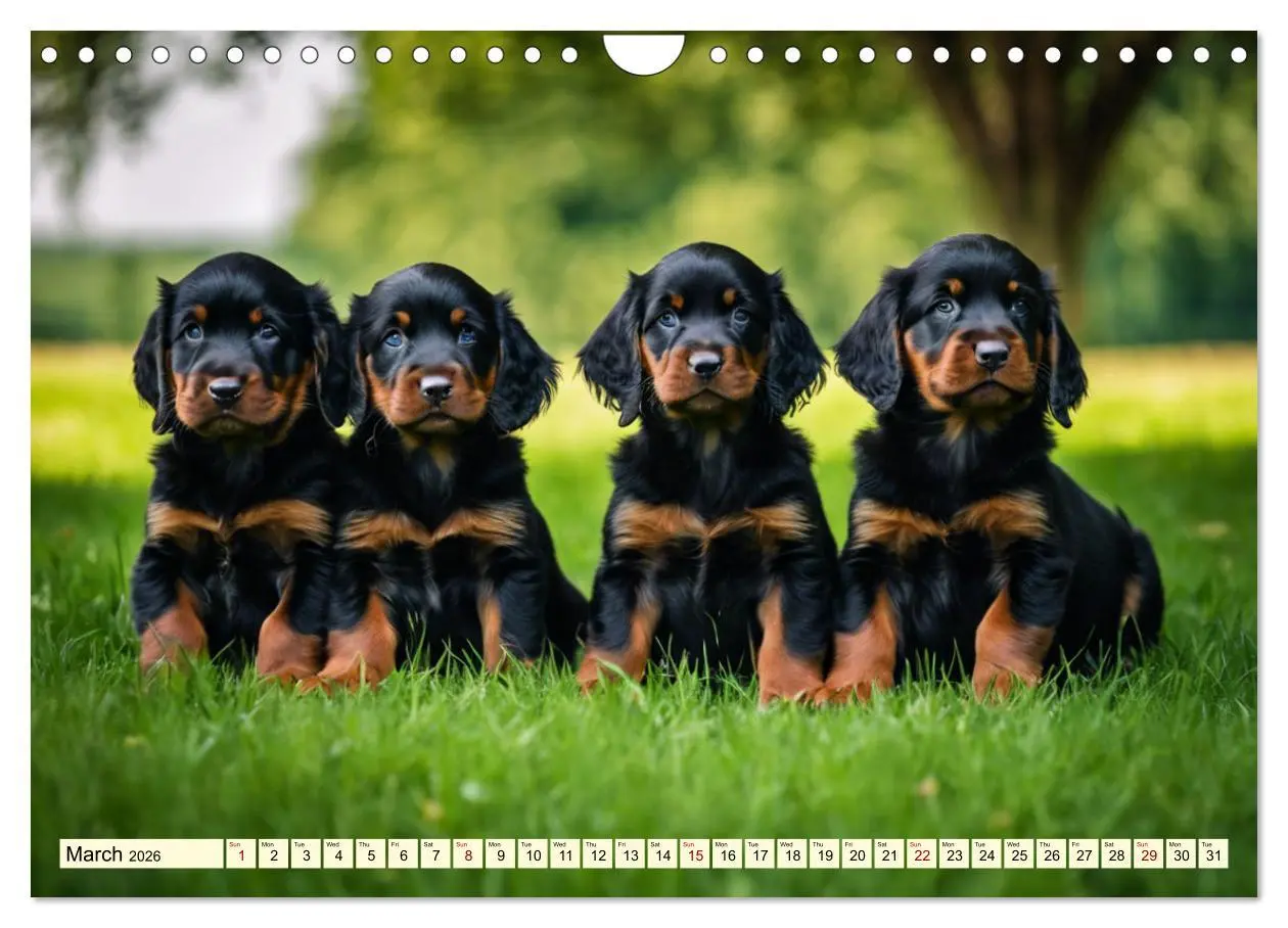 Bild: 9783516534511 | Gordon Setter - elegant powerhouse (Wall Calendar 2026 DIN A4...