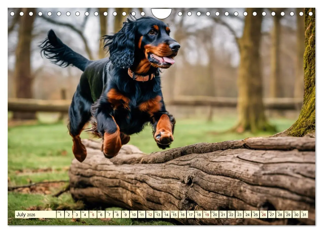 Bild: 9783516534511 | Gordon Setter - elegant powerhouse (Wall Calendar 2026 DIN A4...