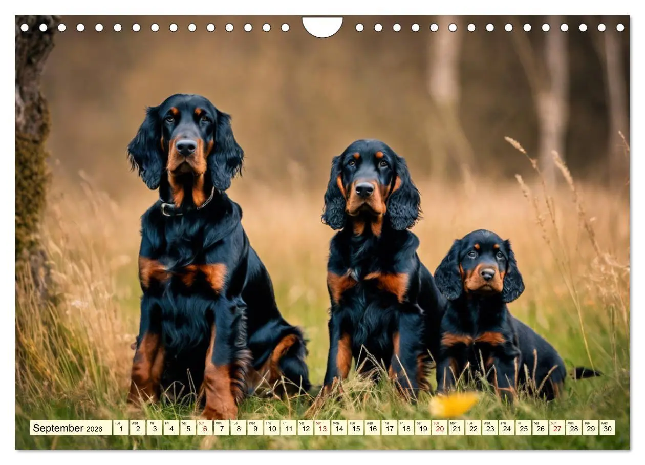 Bild: 9783516534511 | Gordon Setter - elegant powerhouse (Wall Calendar 2026 DIN A4...
