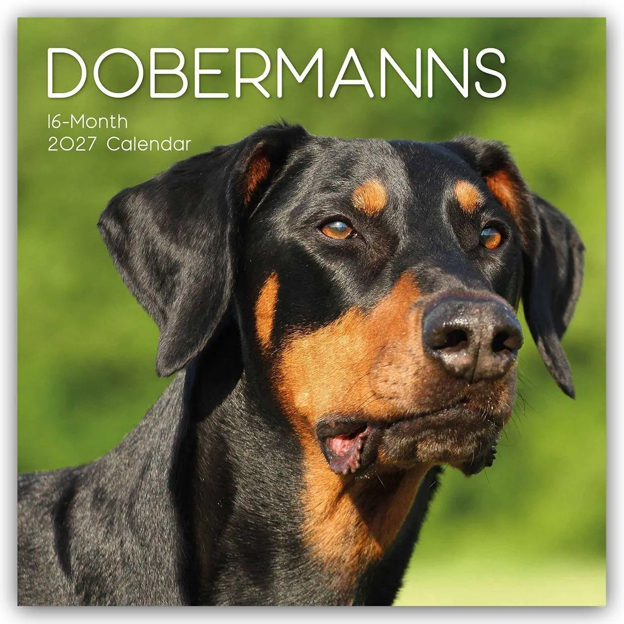 Cover: 9781805974611 | Dobermans - Dobermann 2027 - 16-Monatskalender | Ltd | Kalender | 2027