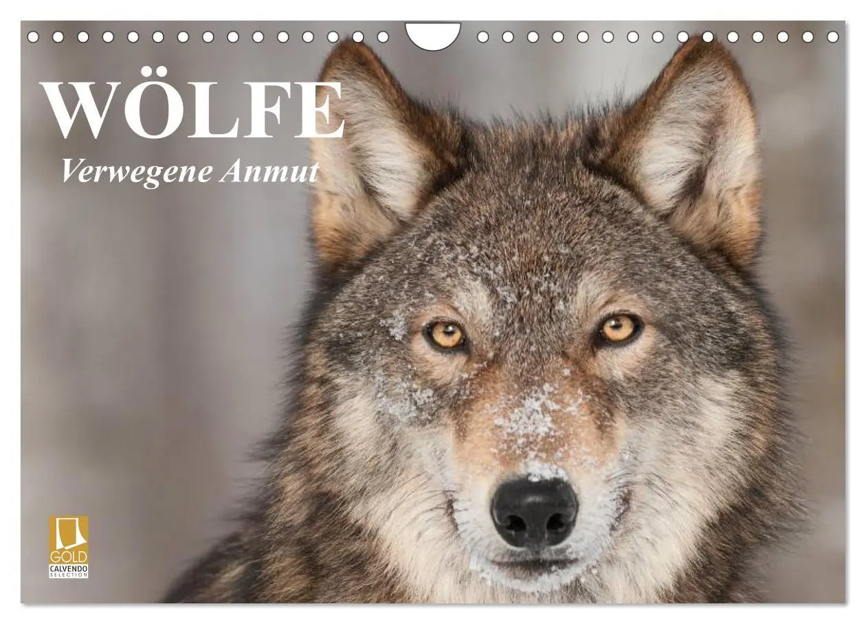 Cover: 9783516144611 | Wölfe. Verwegene Anmut (Wandkalender 2026 DIN A4 quer), CALVENDO...