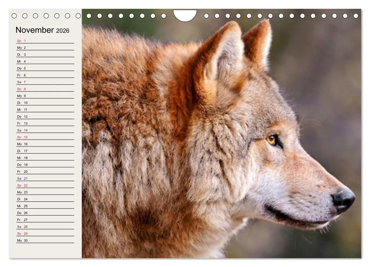 Bild: 9783516144611 | Wölfe. Verwegene Anmut (Wandkalender 2026 DIN A4 quer), CALVENDO...