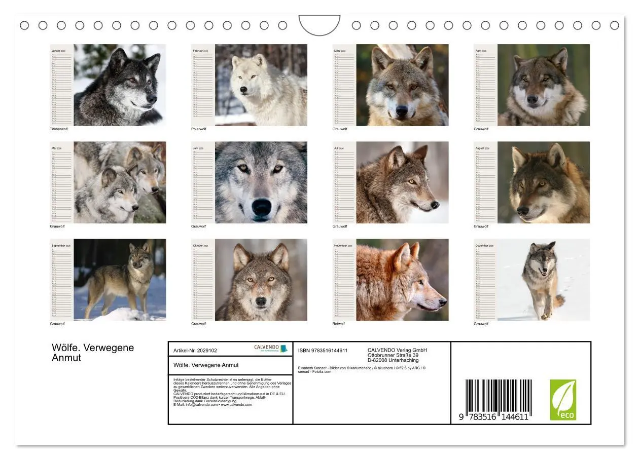 Bild: 9783516144611 | Wölfe. Verwegene Anmut (Wandkalender 2026 DIN A4 quer), CALVENDO...