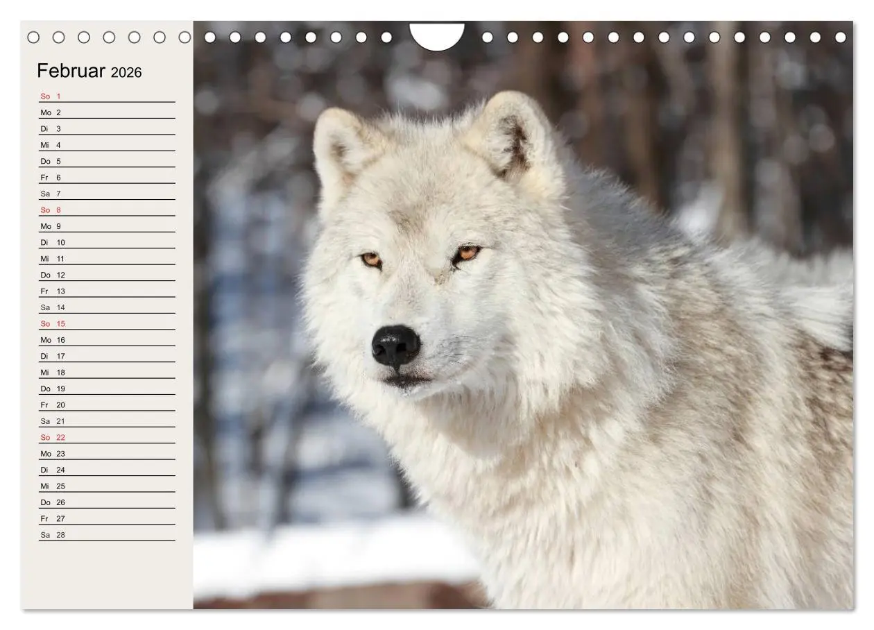 Bild: 9783516144611 | Wölfe. Verwegene Anmut (Wandkalender 2026 DIN A4 quer), CALVENDO...