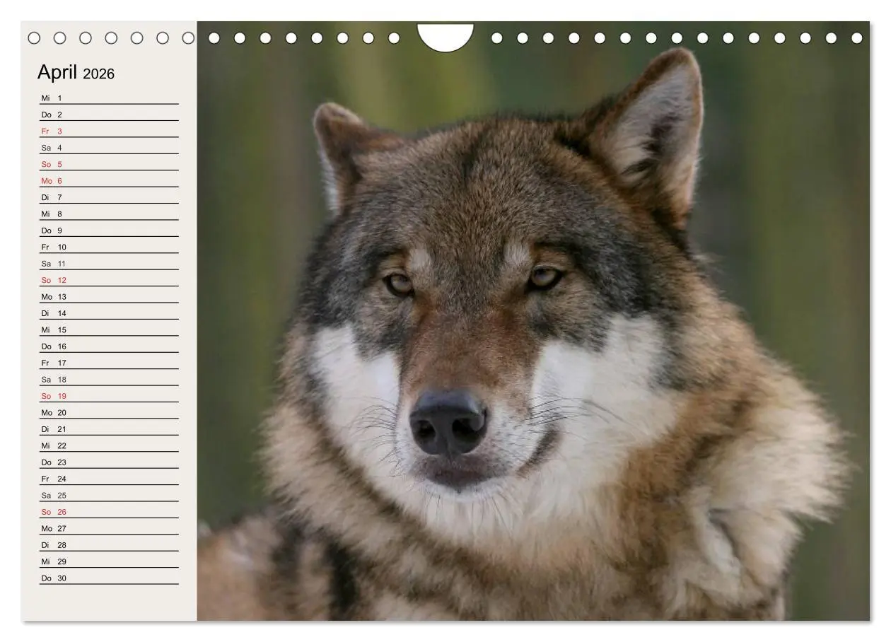 Bild: 9783516144611 | Wölfe. Verwegene Anmut (Wandkalender 2026 DIN A4 quer), CALVENDO...