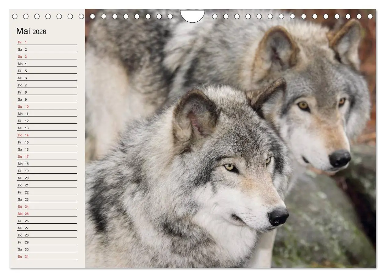 Bild: 9783516144611 | Wölfe. Verwegene Anmut (Wandkalender 2026 DIN A4 quer), CALVENDO...
