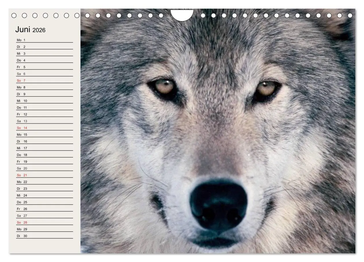 Bild: 9783516144611 | Wölfe. Verwegene Anmut (Wandkalender 2026 DIN A4 quer), CALVENDO...
