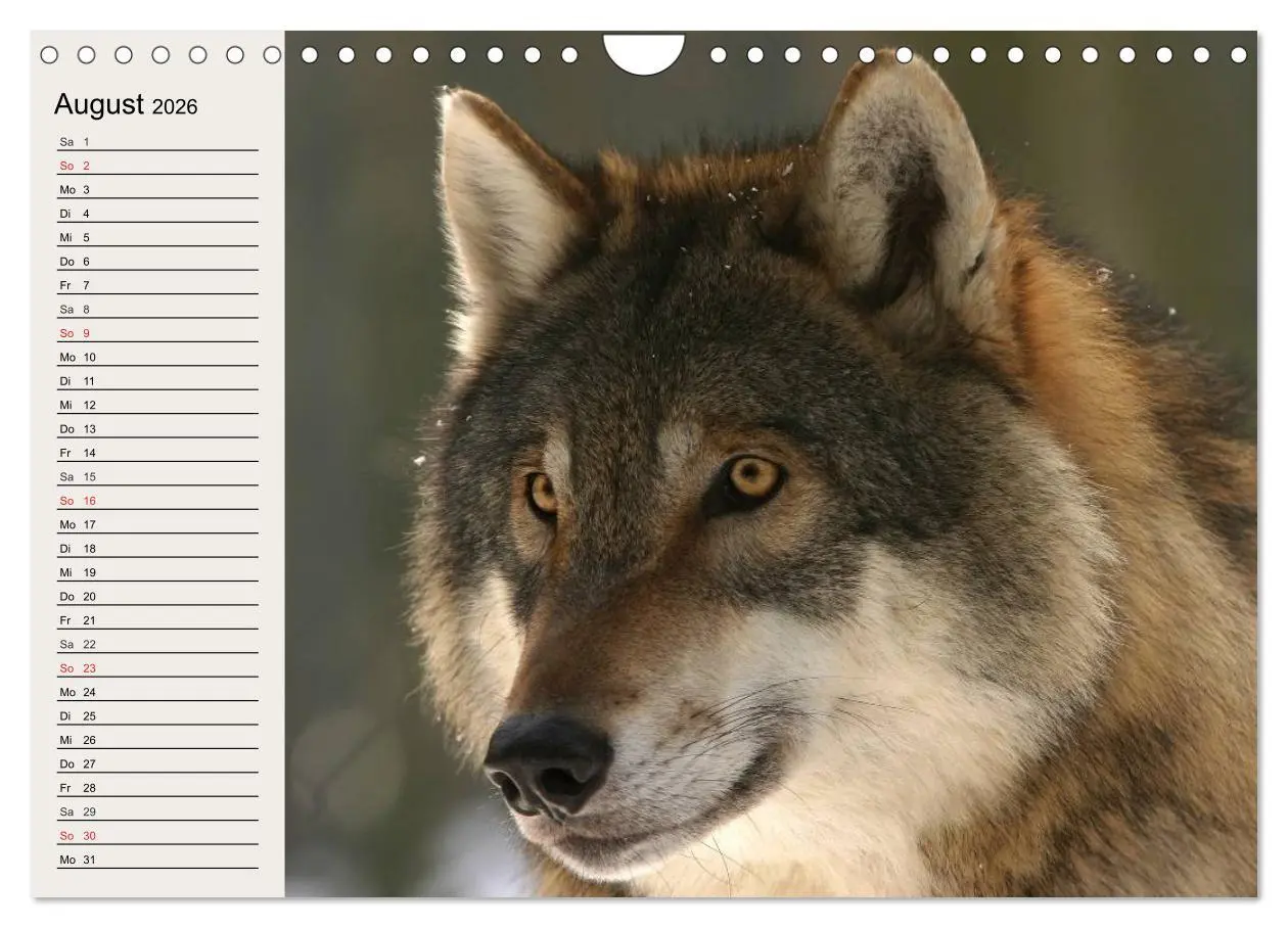 Bild: 9783516144611 | Wölfe. Verwegene Anmut (Wandkalender 2026 DIN A4 quer), CALVENDO...