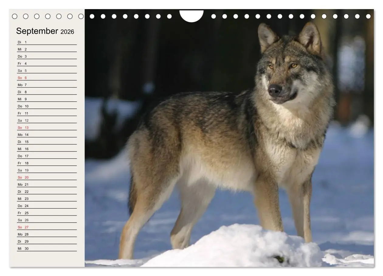 Bild: 9783516144611 | Wölfe. Verwegene Anmut (Wandkalender 2026 DIN A4 quer), CALVENDO...