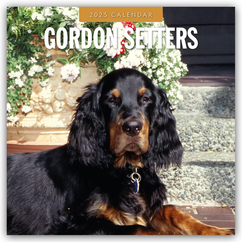 Cover: 9781804424711 | Gordon Setters - Gordon Setter 2025 - 16-Monatskalender | Ltd | 14 S.