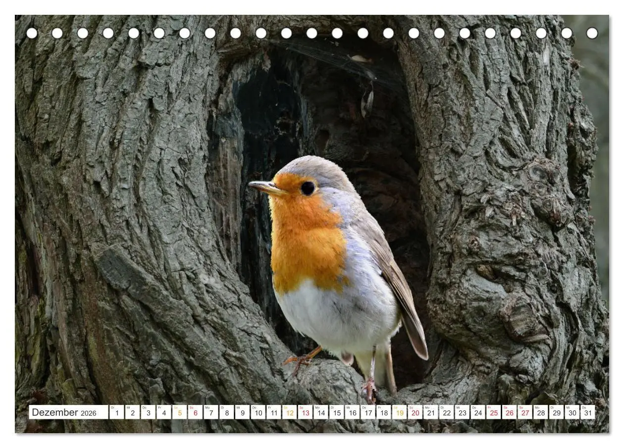 Bild: 9783457734711 | Das Rotkehlchen, ein Kleiner ganz Groß (Tischkalender 2026 DIN A5...